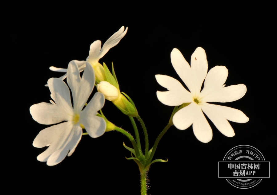 樱草花（白色）.jpg