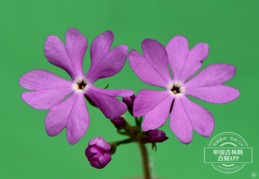 樱草花（粉色）.jpg