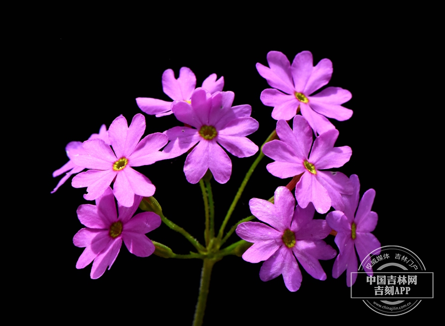 樱草花序.JPG