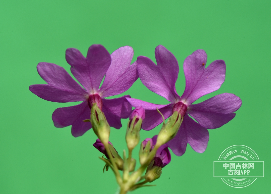 樱草花（背）.jpg