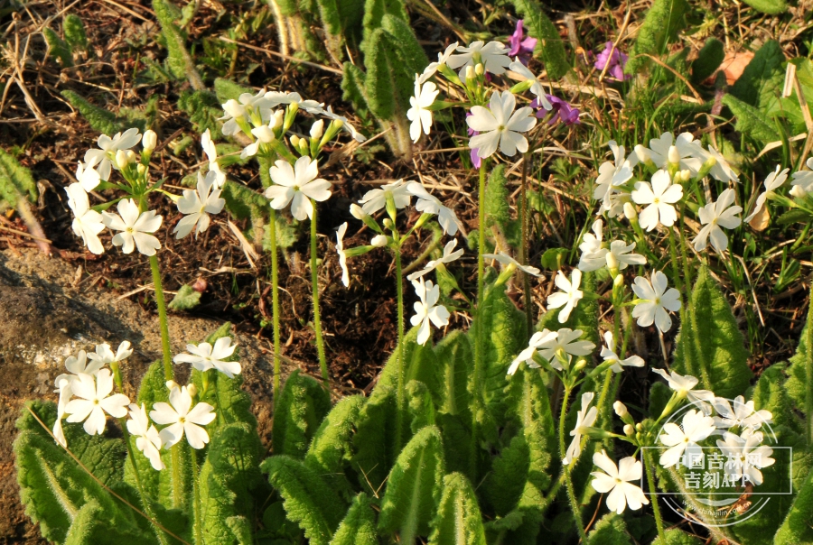 樱草植株（花白色）.jpg