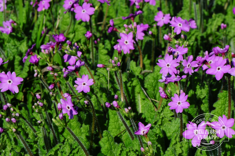 樱草植株（粉紫色色）.jpg