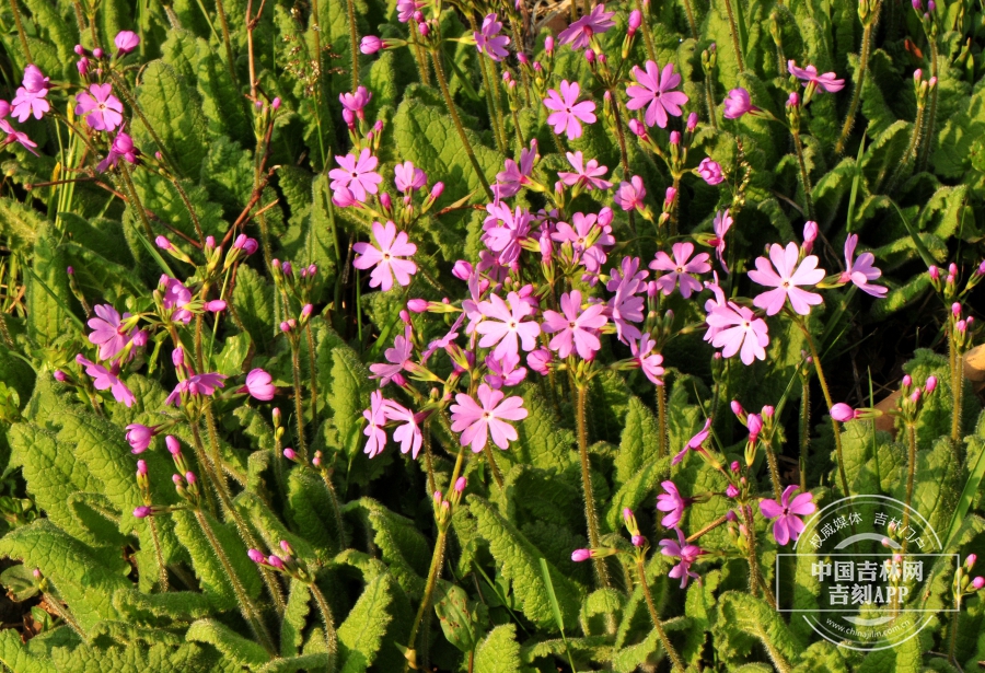 樱草植株（深粉色）.jpg