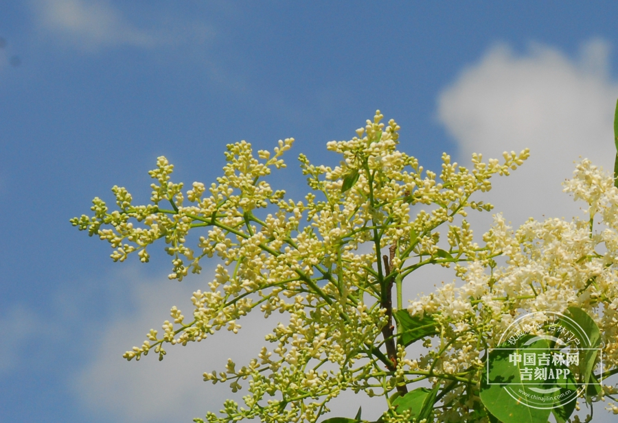 暴马丁香花序.JPG