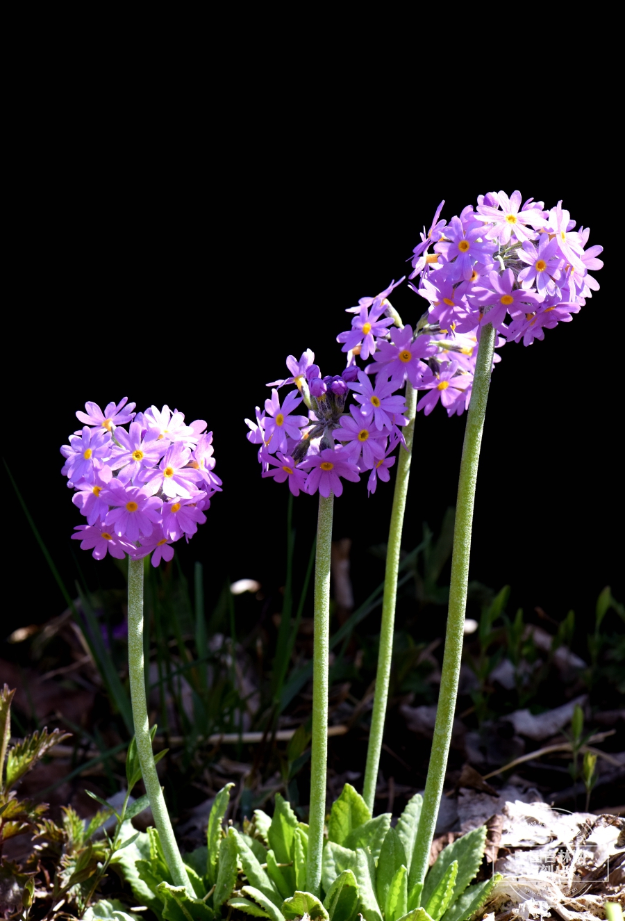 箭报春植株（花序粉色）.JPG