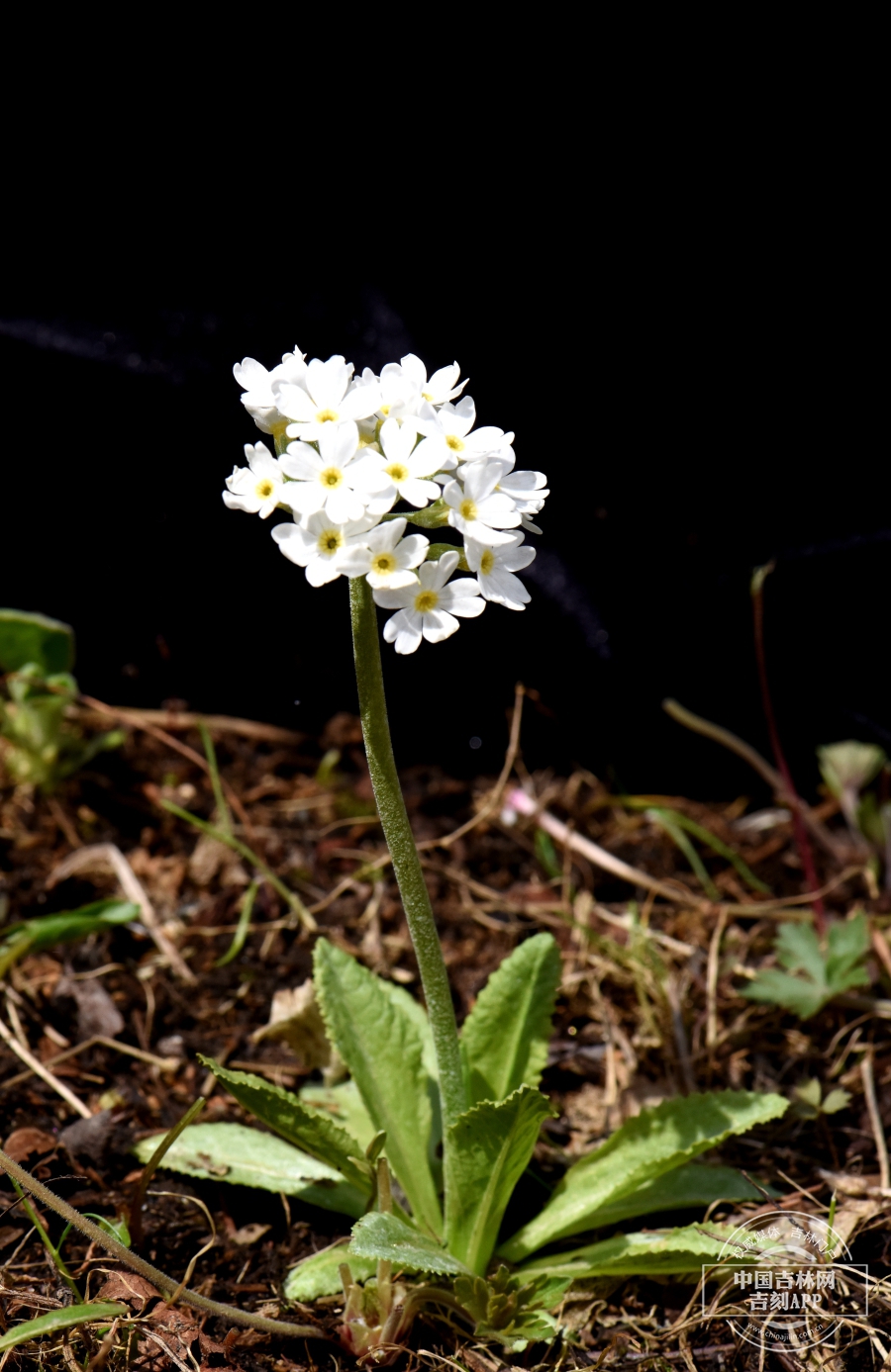 箭报春植株（花序白色）.JPG