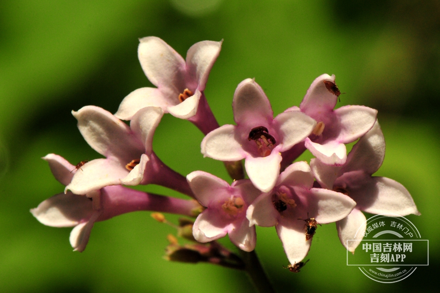 红丁香花（粉红色）.jpg