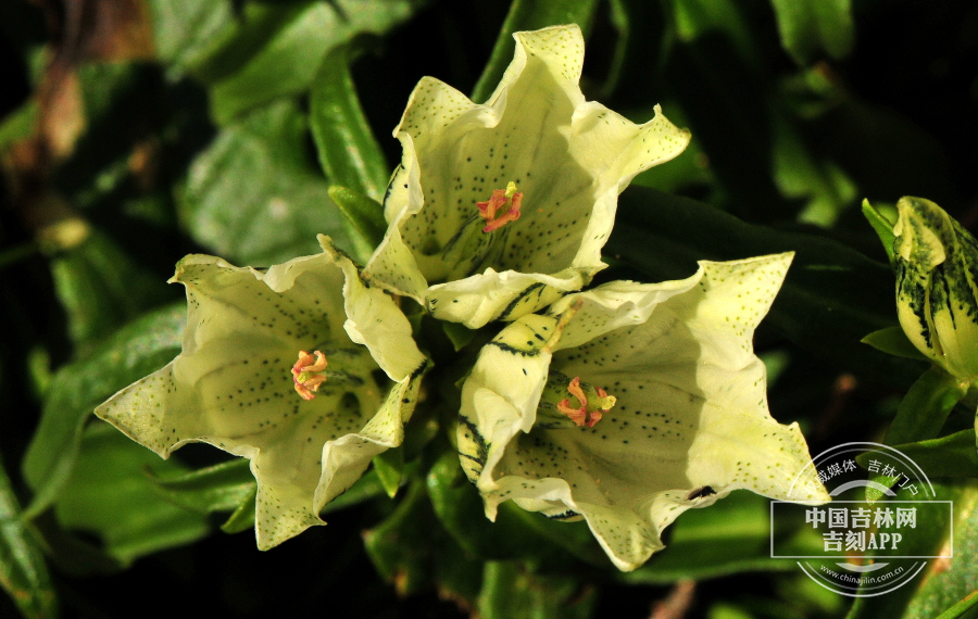 高山龙胆花 （绿黄色）.jpg