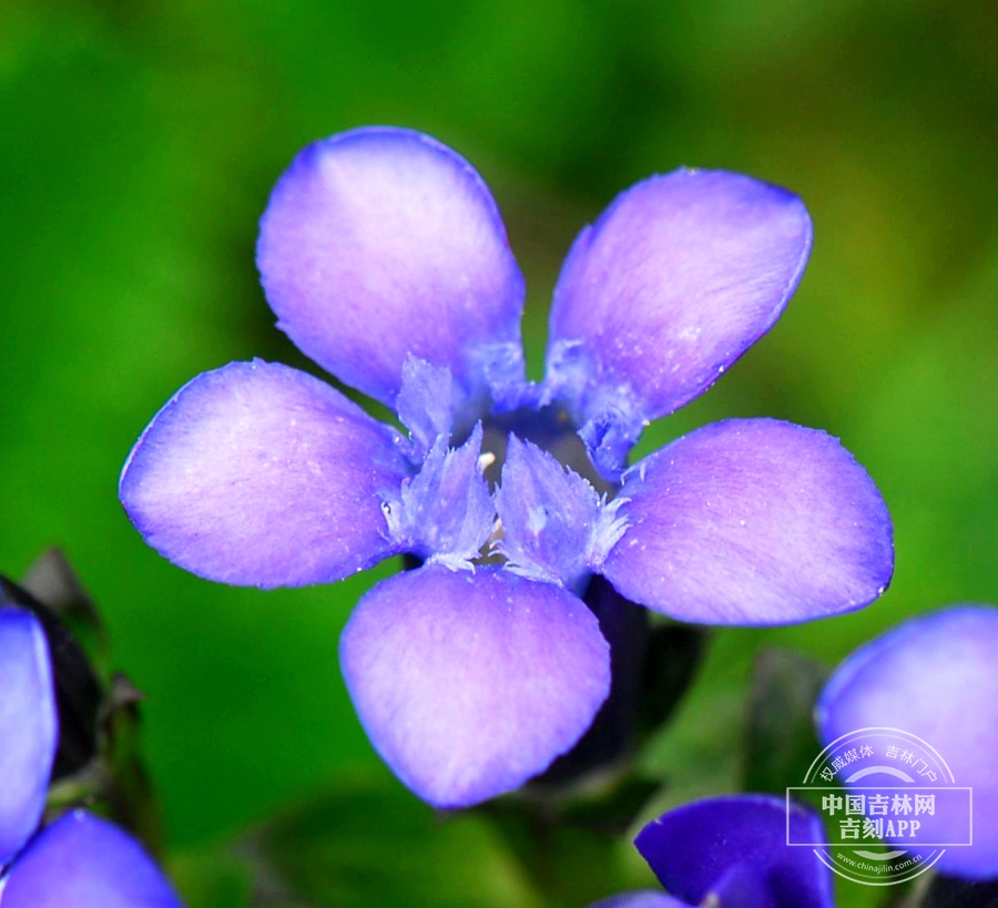 长白山龙胆花 （花瓣卵圆形）.jpg