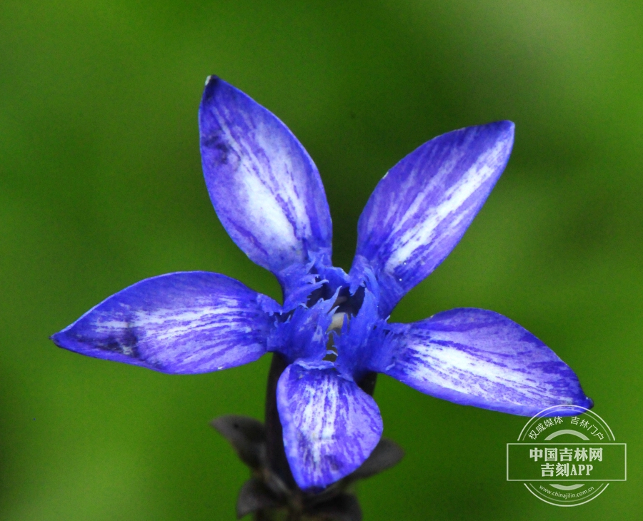 长白山龙胆花（单花，花瓣有条纹）.jpg