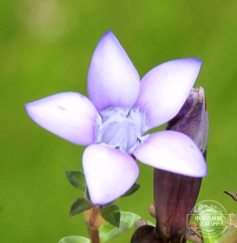 长白山龙胆花（浅紫色）.jpg