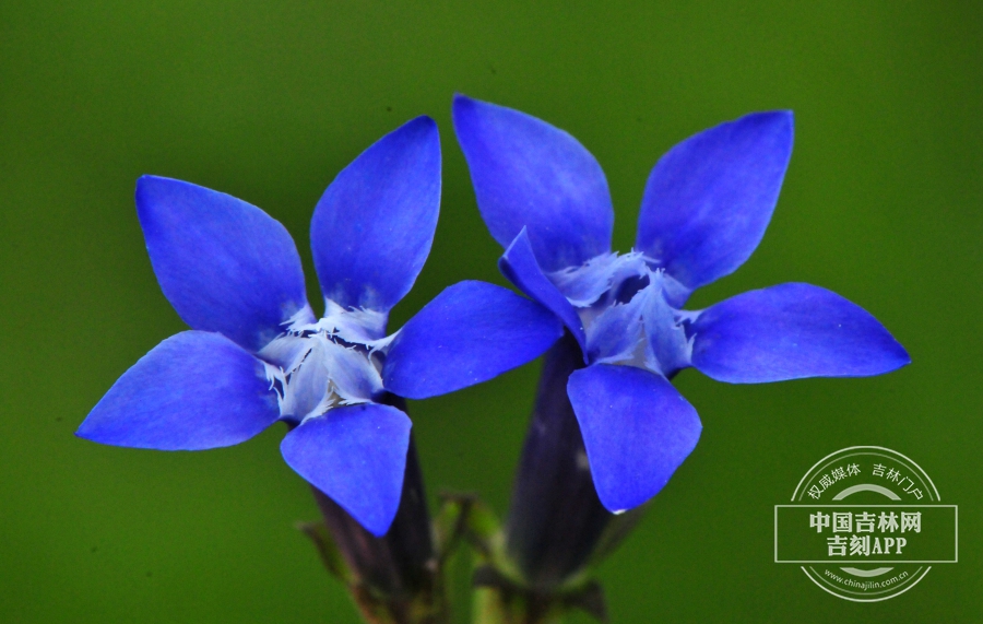 长白山龙胆花（双花）.jpg