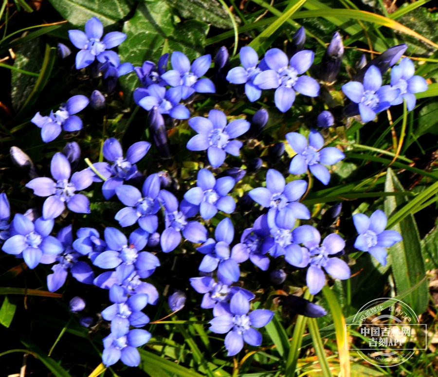 长白山龙胆植株（淡蓝色）.jpg