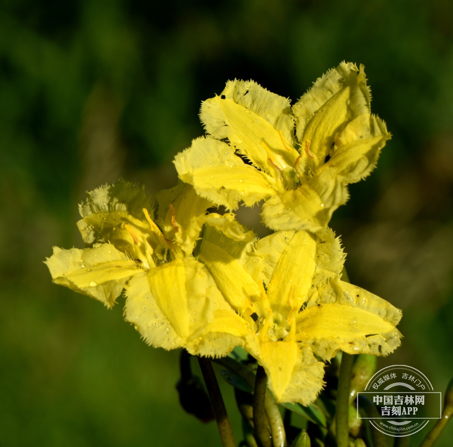 荇菜花（淡黄色）.jpg