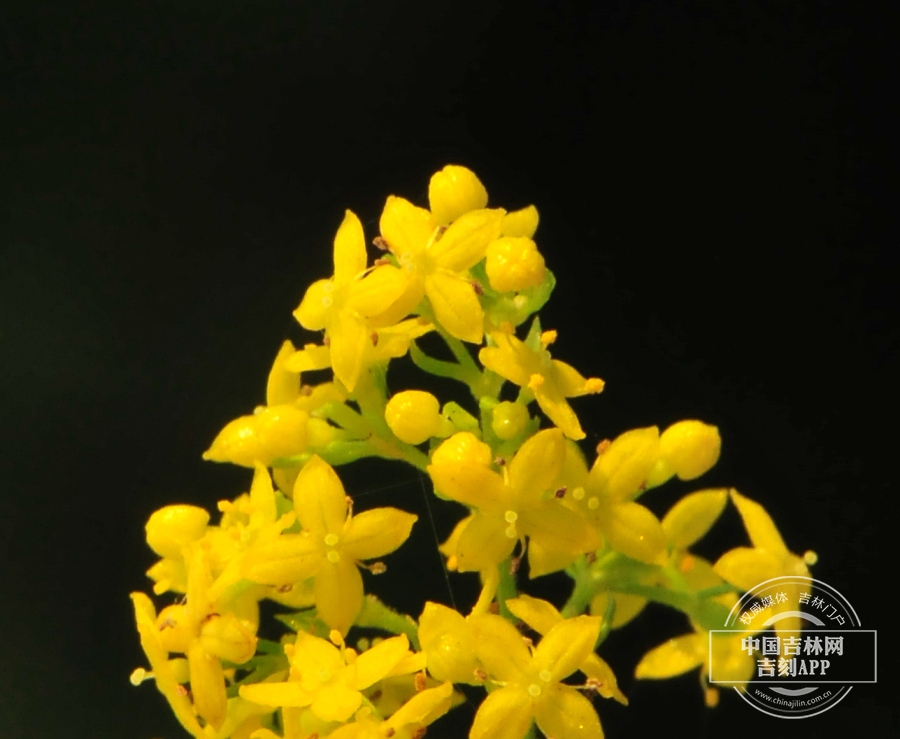 蓬子菜花.jpg
