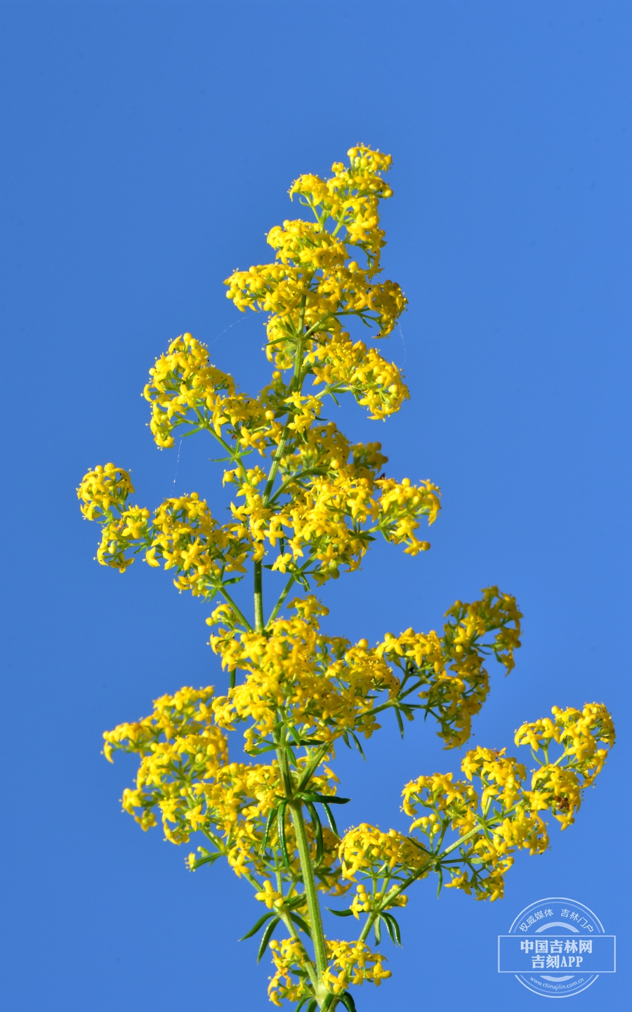 篷子菜花序.JPG