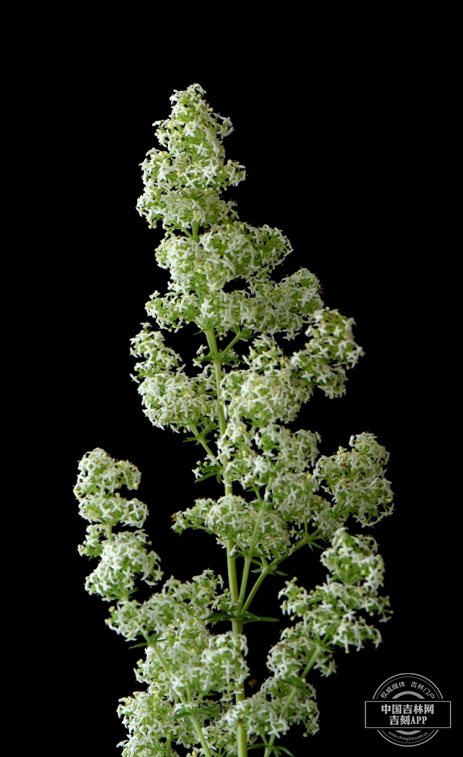 白花蓬子菜花序.jpg