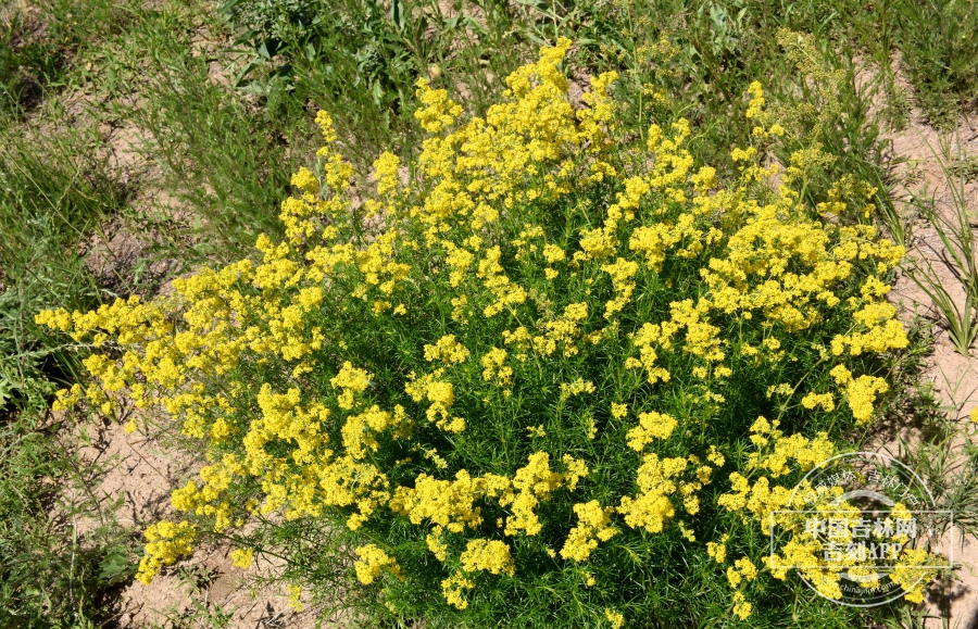 蓬子菜植株.jpg