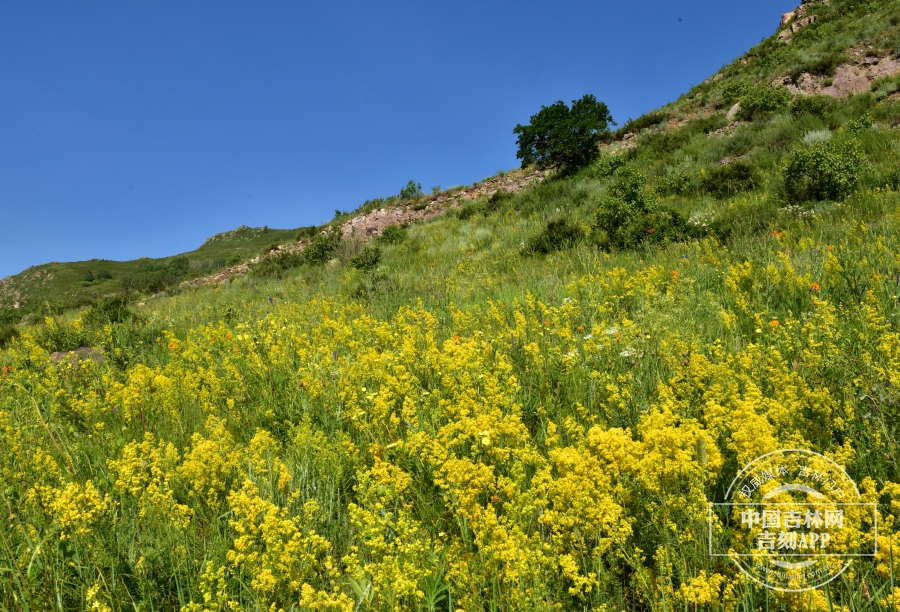 蓬子菜群落（山坡型）.jpg