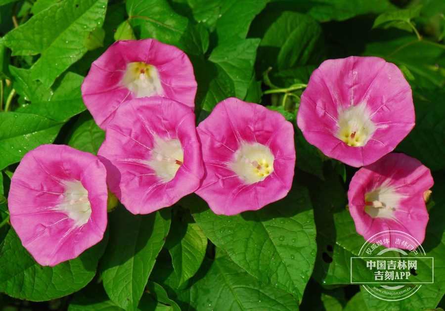 宽叶打碗花花（粉红色）.jpg