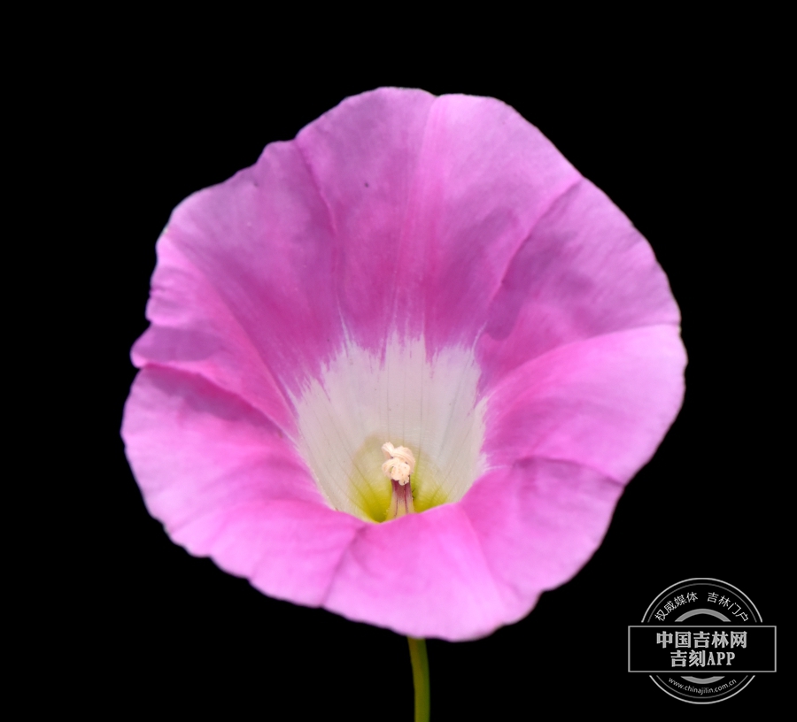 宽叶打碗花花（粉色）.JPG