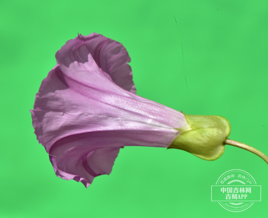 宽叶打碗花花（侧）.JPG