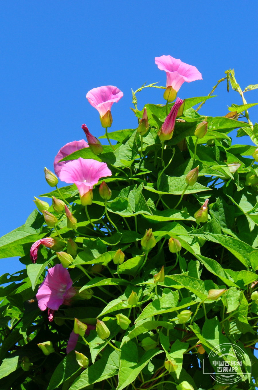 宽叶打碗花植株（缠绕型）.jpg