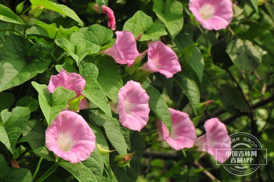 宽叶打碗花植株（匍匐型）.jpg