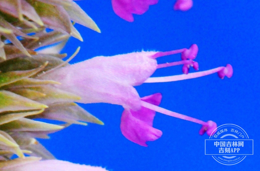 藿香花（侧）.jpg