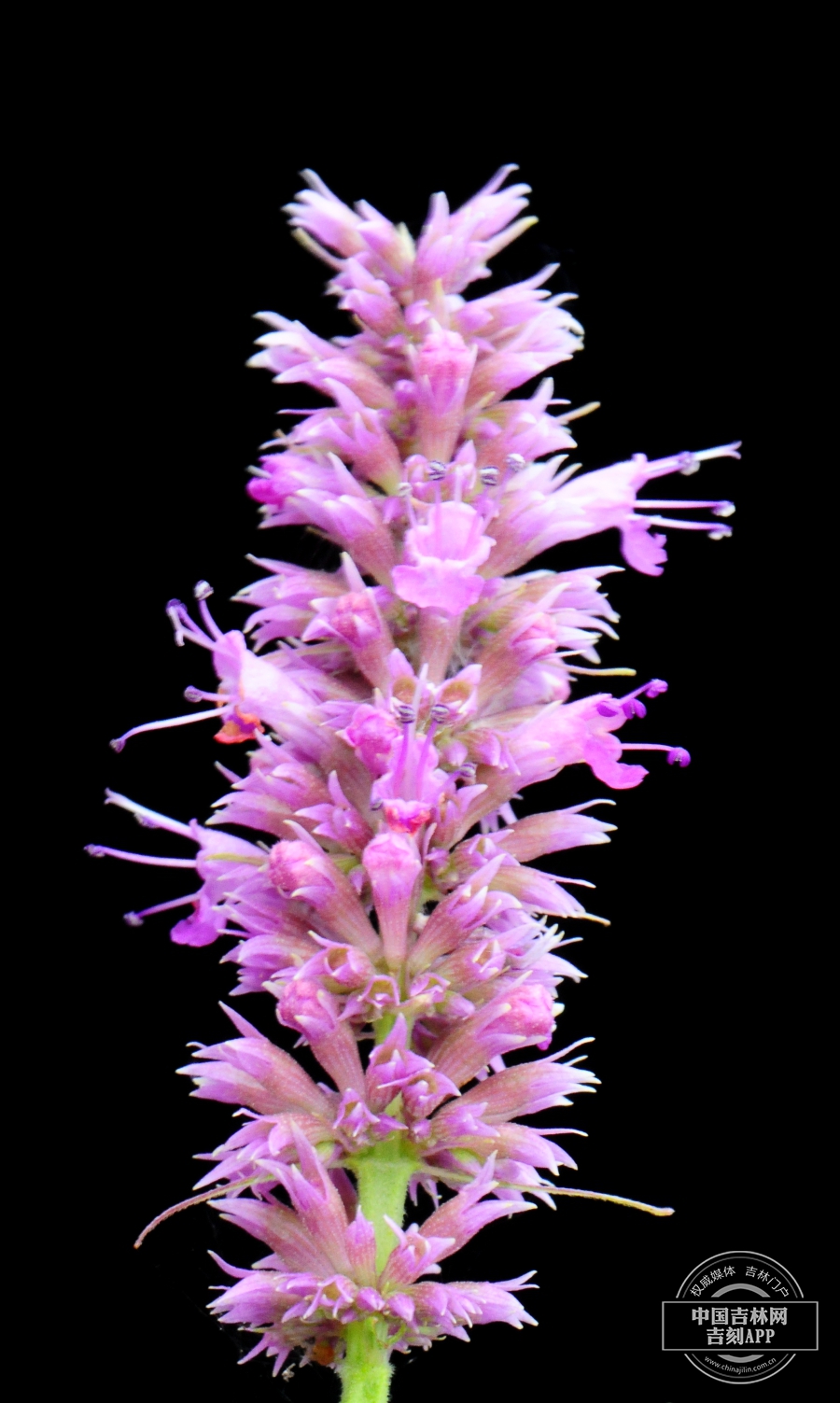 藿香花序.jpg