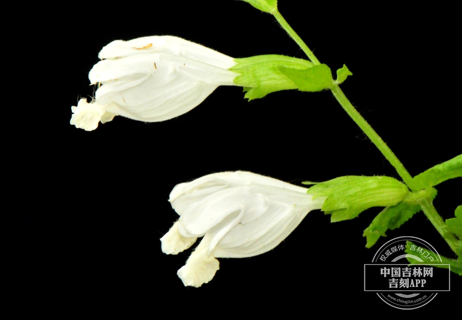 荨麻叶龙头草花（白色）.jpg