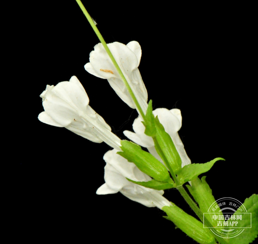 荨麻叶龙头草花（白色，腹）.jpg