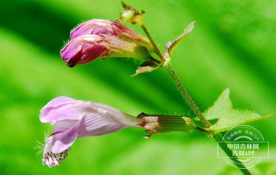 荨麻叶龙头草花（粉色）.jpg