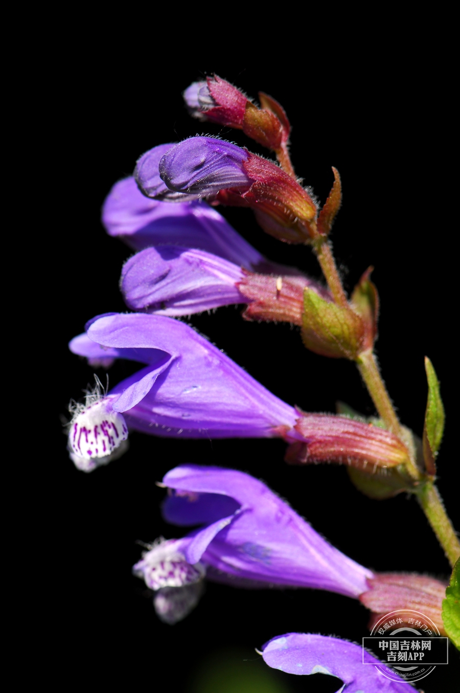 荨麻叶龙头草花序.JPG