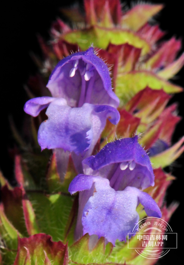 山菠菜花.jpg