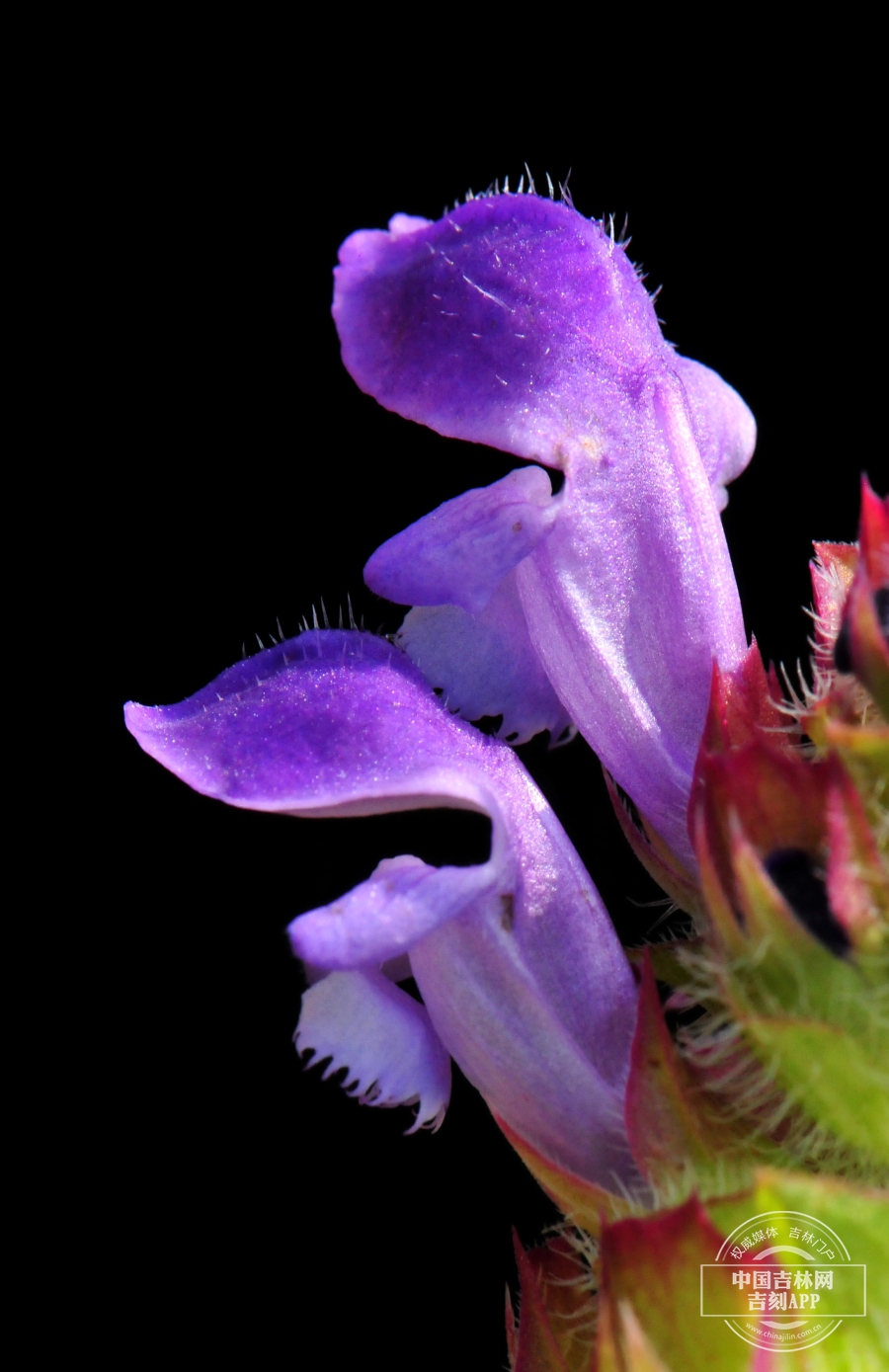 山菠菜花（侧）.jpg