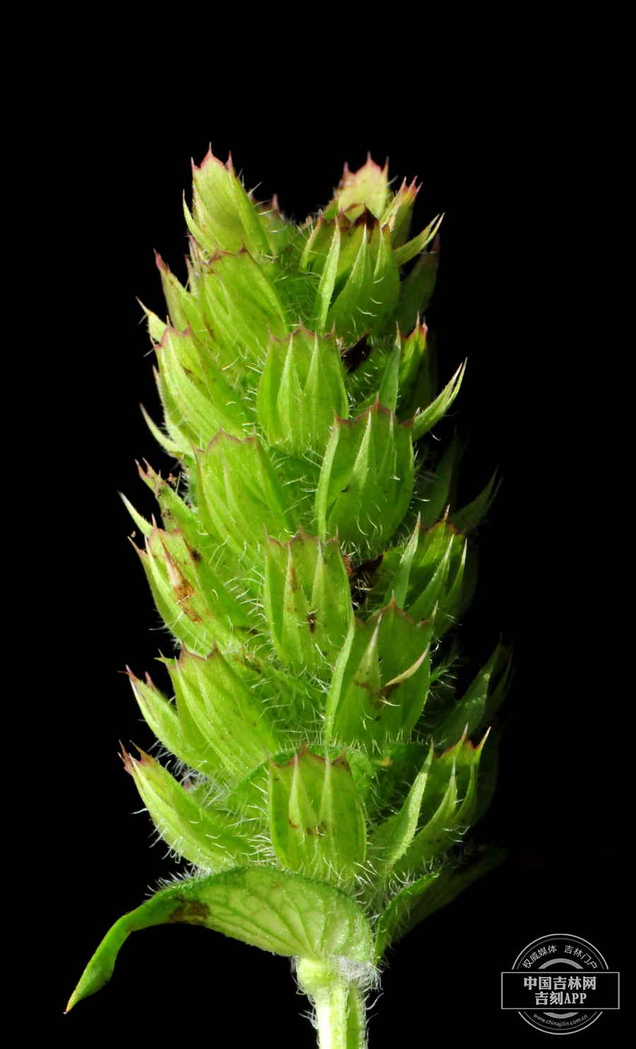 山菠菜果实.jpg