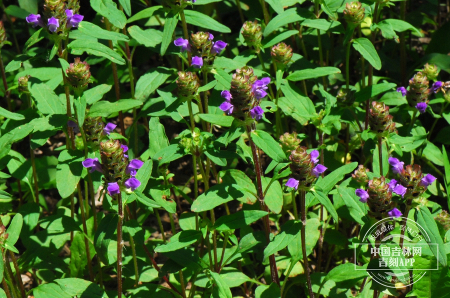 山菠菜植株（侧）.JPG