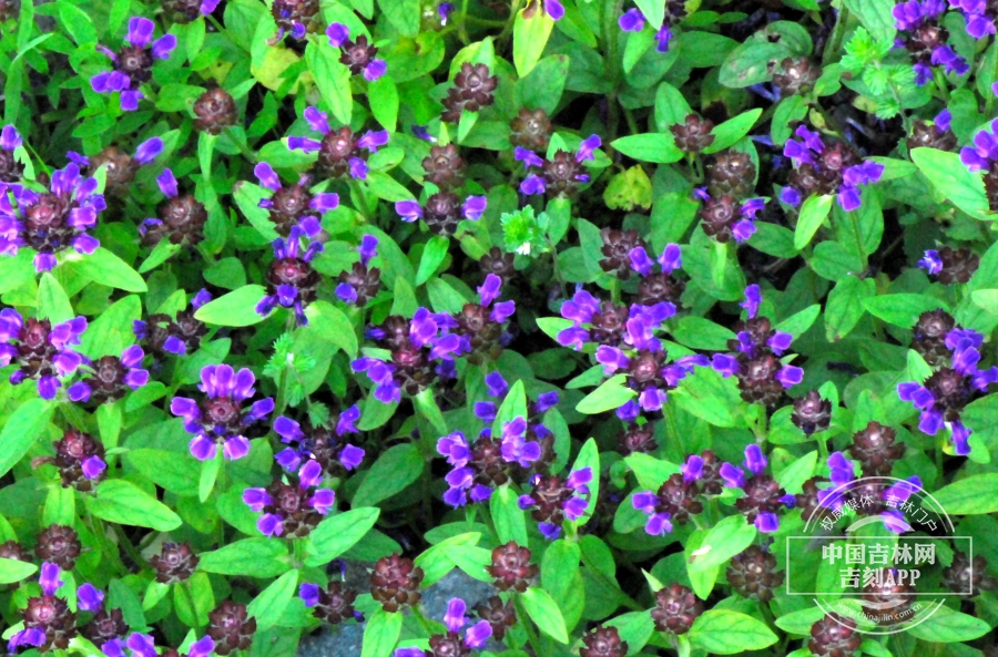 山菠菜植株.jpg