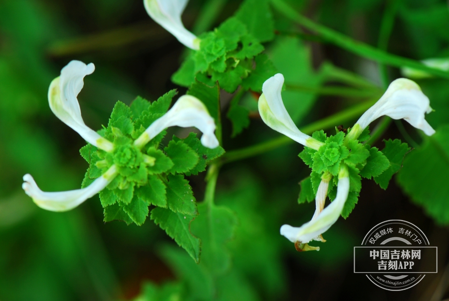 白花返顾马先蒿花.JPG
