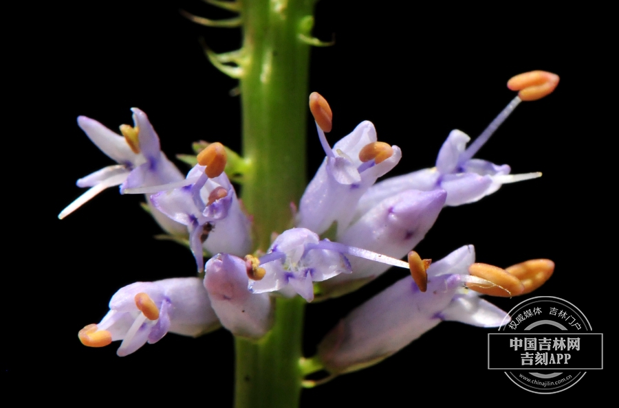 草本威灵仙花（花药橙色）.jpg