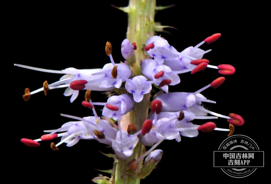 草本威灵仙花（花药红色）.jpg