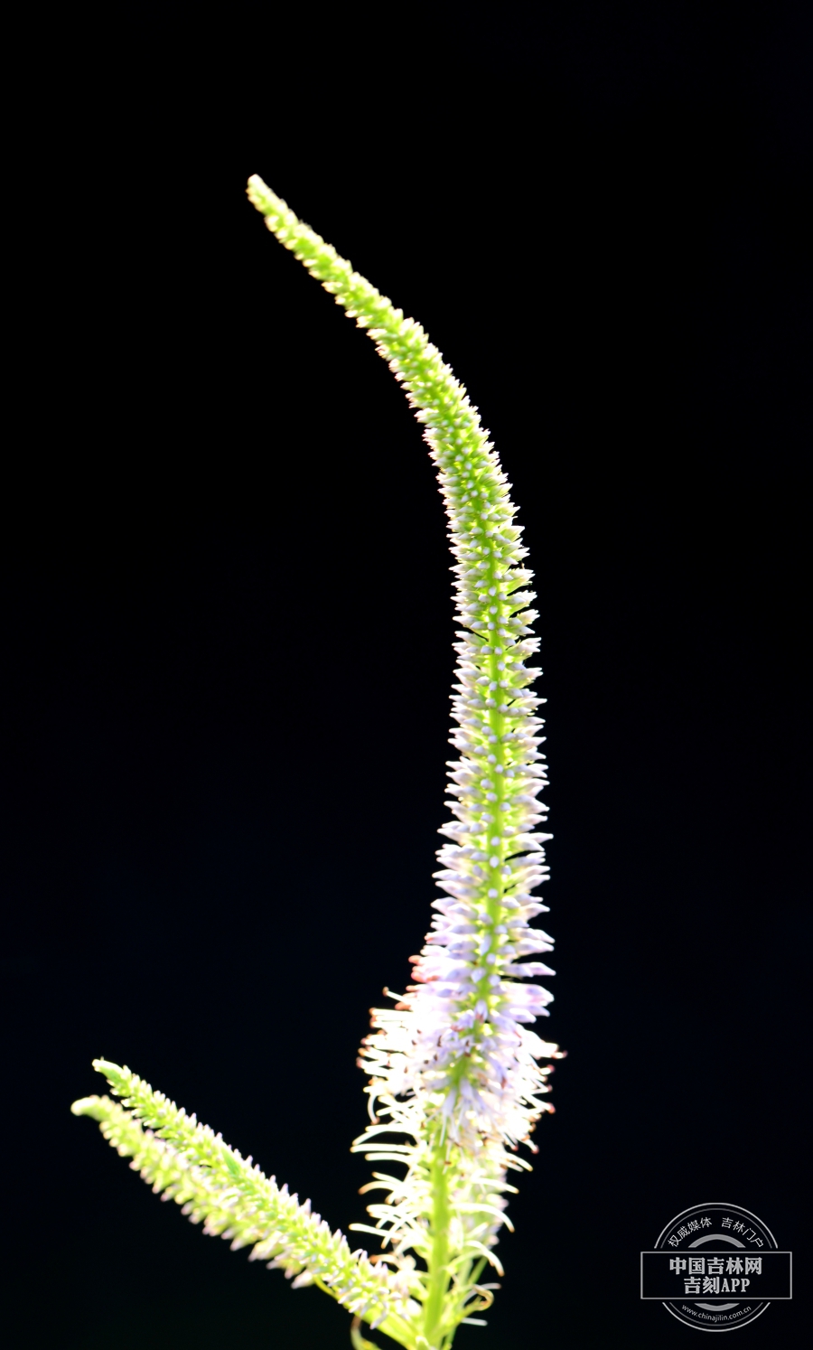 草本威灵仙花序（后期）.JPG