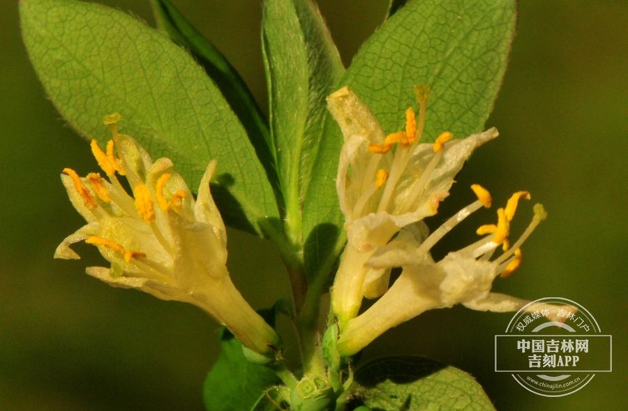 蓝靛果花（黄色）.jpg