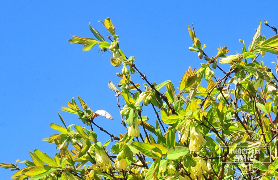 蓝靛果枝条（花期）.jpg