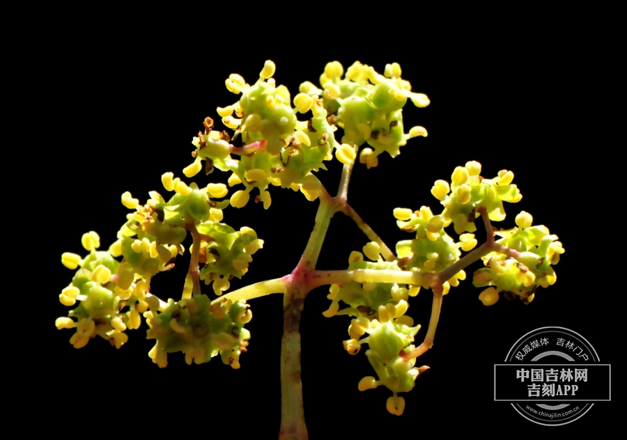 接骨木花（后期）.jpg