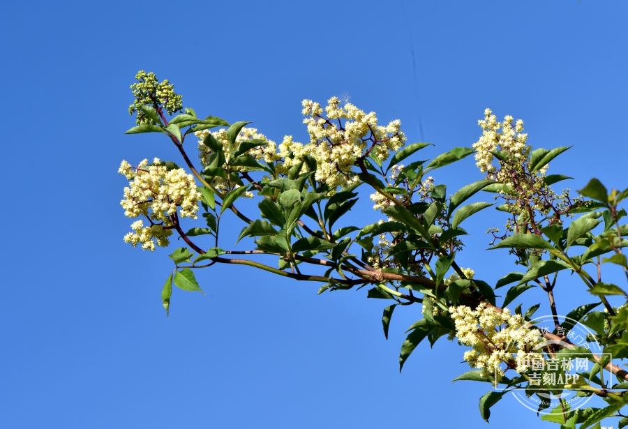 接骨木枝条（花期）.JPG