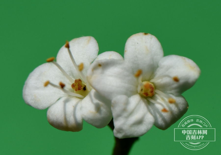 修枝荚蒾花.JPG