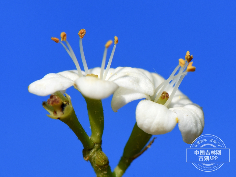 修枝荚蒾花（侧）.JPG