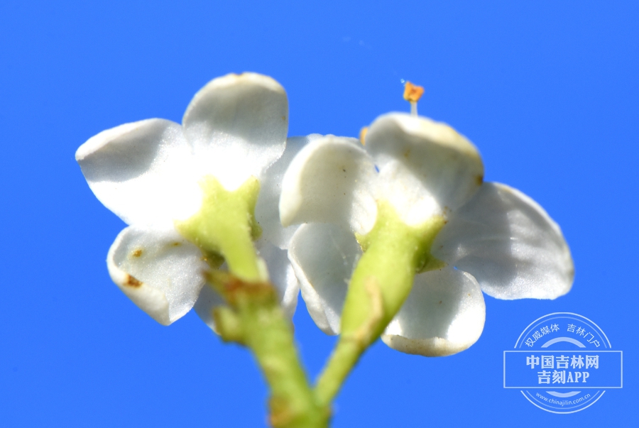 修枝荚蒾花（背）.JPG